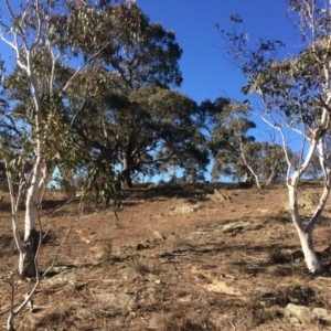 Eucalyptus pauciflora at Googong Foreshore - 21 Jul 2018