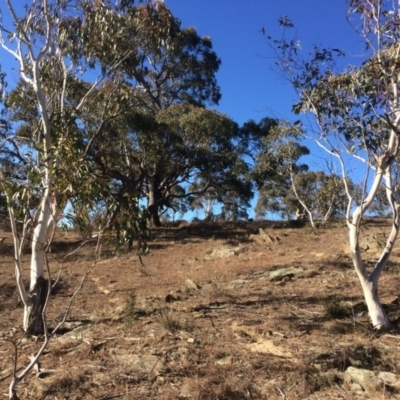 Eucalyptus pauciflora (A Snow Gum) at QPRC LGA - 21 Jul 2018 by alex_watt