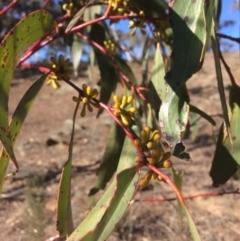 Eucalyptus pauciflora at Burra, NSW - 21 Jul 2018