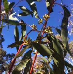 Eucalyptus pauciflora at Googong Foreshore - 21 Jul 2018