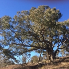 Eucalyptus bridgesiana (Apple Box) at QPRC LGA - 21 Jul 2018 by alex_watt