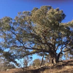 Eucalyptus bridgesiana at QPRC LGA - 21 Jul 2018