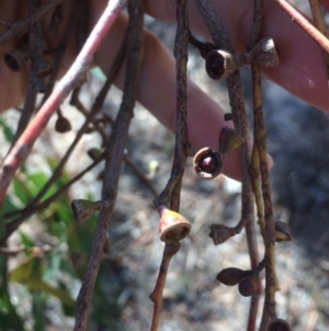 Eucalyptus bridgesiana at QPRC LGA - 21 Jul 2018