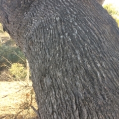 Eucalyptus bridgesiana at QPRC LGA - 21 Jul 2018