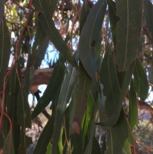 Eucalyptus bridgesiana at Googong Foreshore - 21 Jul 2018
