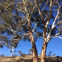Eucalyptus rubida subsp. rubida (Candlebark) at Googong Foreshore - 21 Jul 2018 by alexwatt
