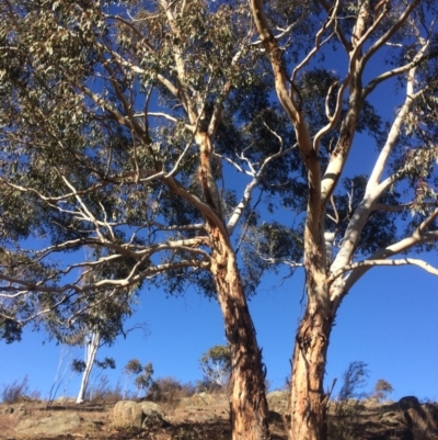 Eucalyptus rubida subsp. rubida (Candlebark) at Googong Foreshore - 21 Jul 2018 by alex_watt