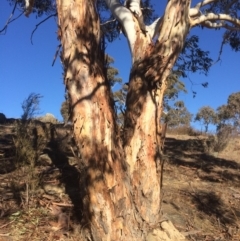 Eucalyptus rubida subsp. rubida at QPRC LGA - 21 Jul 2018