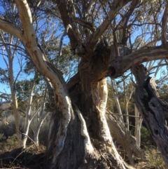 Eucalyptus pauciflora (A Snow Gum) at Googong Foreshore - 21 Jul 2018 by alexwatt