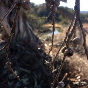 Eucalyptus pauciflora at Googong Foreshore - 21 Jul 2018