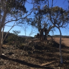 Eucalyptus pauciflora at Googong Foreshore - 21 Jul 2018