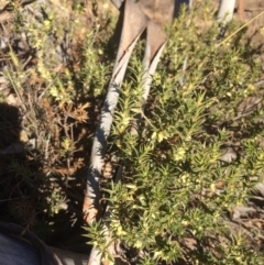 Melichrus urceolatus (Urn Heath) at Googong Foreshore - 21 Jul 2018 by alex_watt