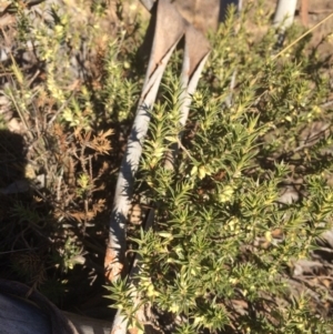 Melichrus urceolatus at Burra, NSW - 21 Jul 2018 02:59 PM