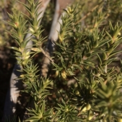 Melichrus urceolatus at Burra, NSW - 21 Jul 2018