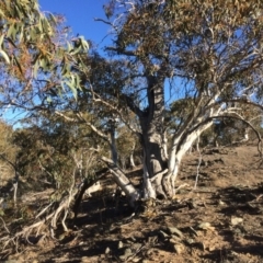 Eucalyptus pauciflora (A Snow Gum) at Googong Foreshore - 21 Jul 2018 by alex_watt