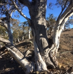 Eucalyptus pauciflora at Googong Foreshore - 21 Jul 2018
