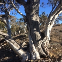 Eucalyptus pauciflora at Googong Foreshore - 21 Jul 2018 03:09 PM