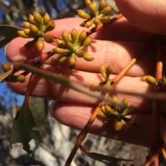 Eucalyptus pauciflora at Googong Foreshore - 21 Jul 2018