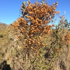 Bursaria spinosa (Native Blackthorn, Sweet Bursaria) at Burra, NSW - 21 Jul 2018 by alexwatt