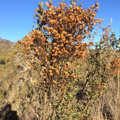 Bursaria spinosa (Native Blackthorn, Sweet Bursaria) at Burra, NSW - 21 Jul 2018 by alexwatt