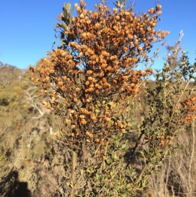 Bursaria spinosa (Native Blackthorn, Sweet Bursaria) at Burra, NSW - 21 Jul 2018 by alex_watt