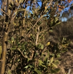 Bursaria spinosa at Burra, NSW - 21 Jul 2018