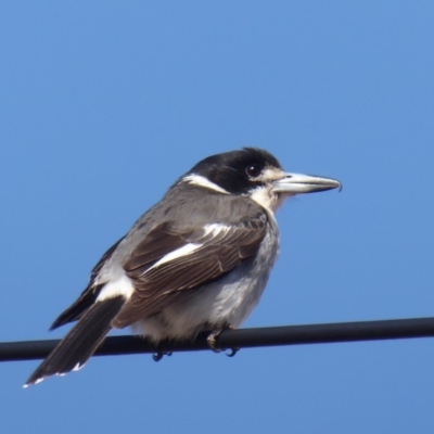 Cracticus torquatus (Grey Butcherbird) at Stromlo, ACT - 2 Aug 2018 by Christine
