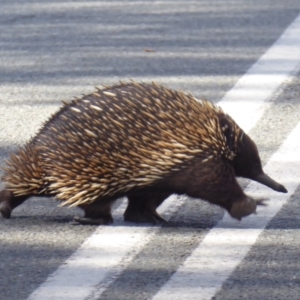 Tachyglossus aculeatus at Stromlo, ACT - 2 Aug 2018 01:02 PM