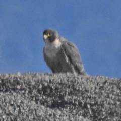 Falco peregrinus (Peregrine Falcon) at Cotter River, ACT - 1 Aug 2018 by JohnBundock