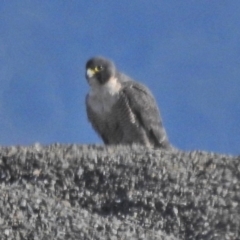 Falco peregrinus (Peregrine Falcon) at Cotter River, ACT - 2 Aug 2018 by JohnBundock