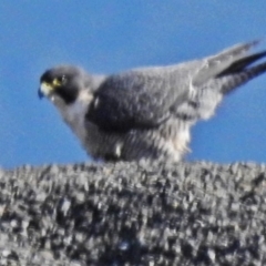 Falco peregrinus at Cotter River, ACT - 2 Aug 2018