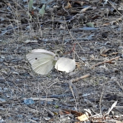Pieris rapae (Cabbage White) at Googong Foreshore - 2 Aug 2018 by RodDeb