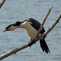 Microcarbo melanoleucos (Little Pied Cormorant) at Googong Reservoir - 2 Aug 2018 by RodDeb