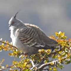 Ocyphaps lophotes (Crested Pigeon) at QPRC LGA - 2 Aug 2018 by RodDeb