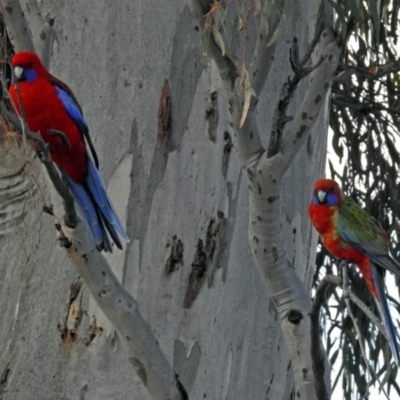 Platycercus elegans (Crimson Rosella) at Googong Foreshore - 2 Aug 2018 by RodDeb