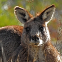 Macropus giganteus (Eastern Grey Kangaroo) at Googong Reservoir - 2 Aug 2018 by RodDeb