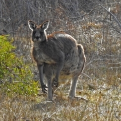 Macropus giganteus at Googong, NSW - 2 Aug 2018 01:01 PM