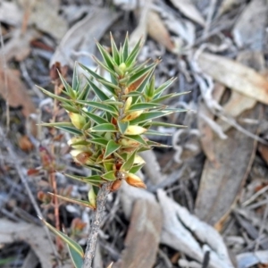 Melichrus urceolatus at Googong Reservoir - 2 Aug 2018 12:27 PM