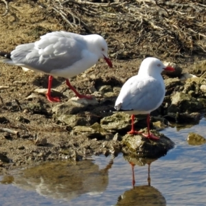 Chroicocephalus novaehollandiae at Googong Foreshore - 2 Aug 2018