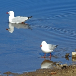 Chroicocephalus novaehollandiae at Googong Foreshore - 2 Aug 2018