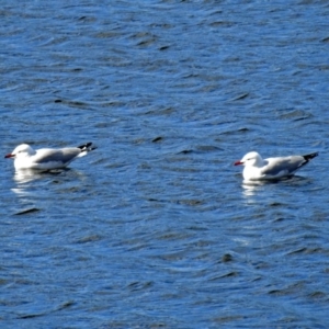 Chroicocephalus novaehollandiae at Googong Foreshore - 2 Aug 2018