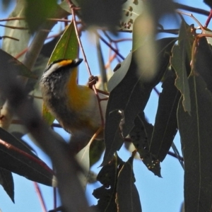 Pardalotus striatus at Googong Reservoir - 2 Aug 2018