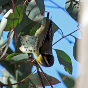 Pardalotus striatus at Googong Reservoir - 2 Aug 2018