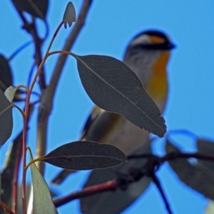 Pardalotus striatus at Googong Reservoir - 2 Aug 2018