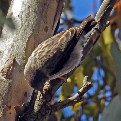 Daphoenositta chrysoptera (Varied Sittella) at Googong, NSW - 2 Aug 2018 by RodDeb