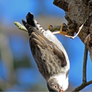 Daphoenositta chrysoptera at Googong, NSW - 2 Aug 2018