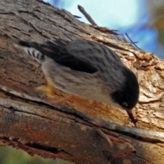 Daphoenositta chrysoptera at Googong, NSW - 2 Aug 2018 01:23 PM