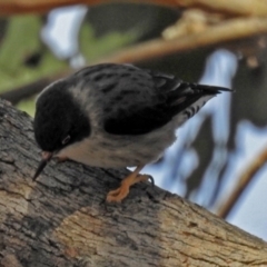 Daphoenositta chrysoptera at Googong, NSW - 2 Aug 2018