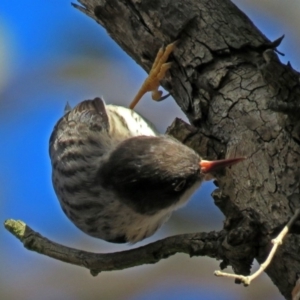 Daphoenositta chrysoptera at Googong, NSW - 2 Aug 2018