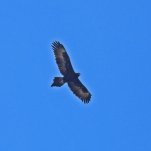 Aquila audax at Googong Foreshore - 2 Aug 2018 02:29 PM